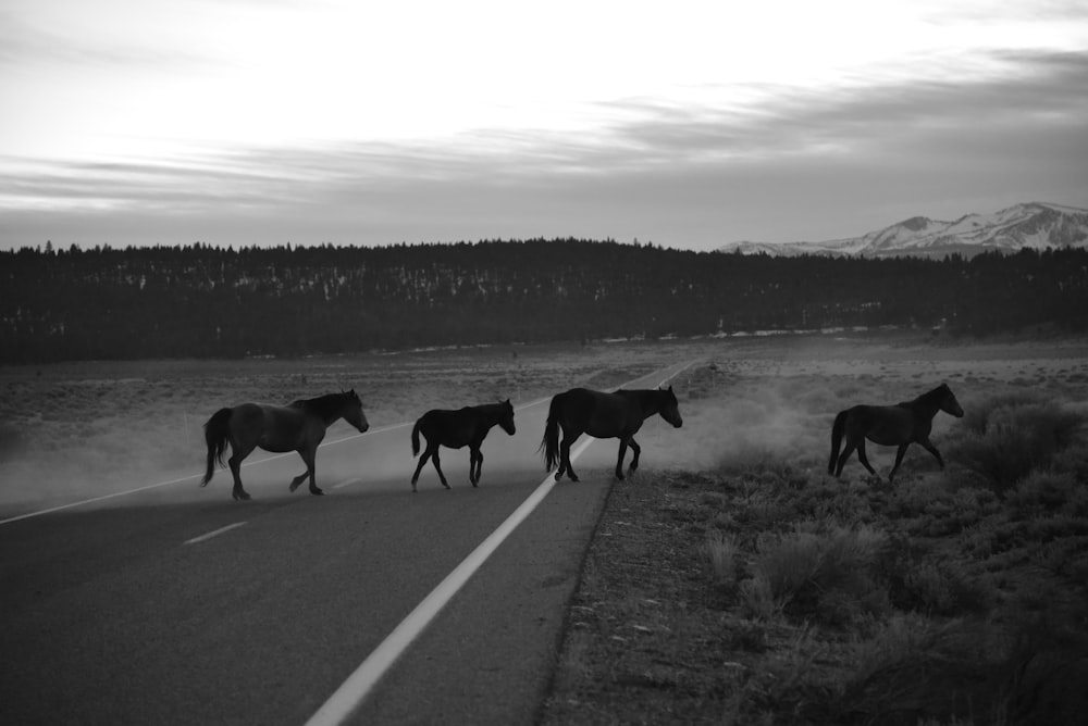 grayscale photo of horses on road