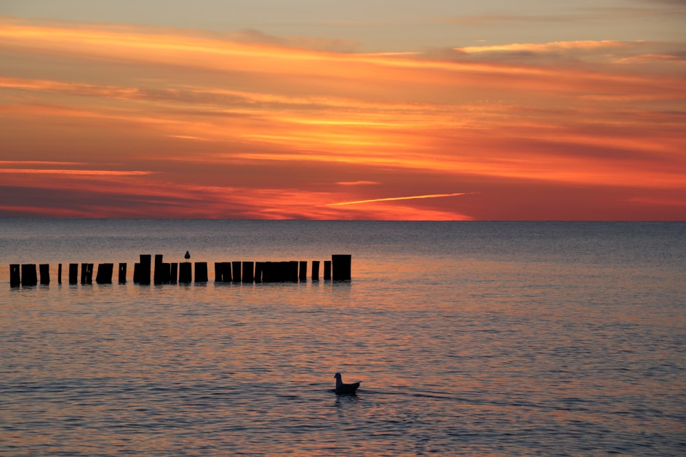 silhouette de personne sur le quai de mer pendant le coucher du soleil