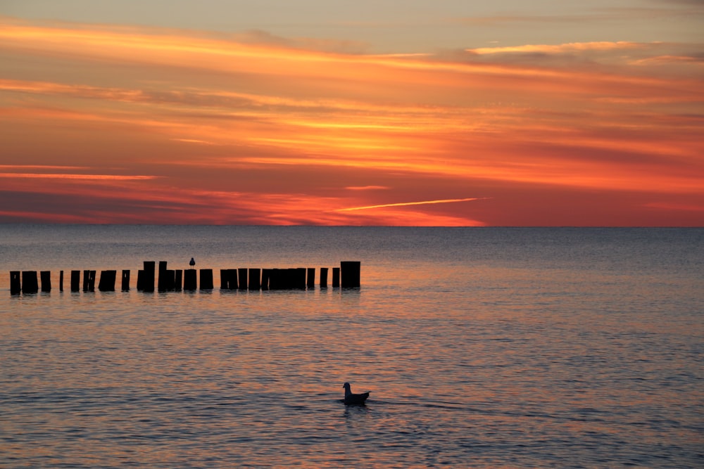 silhouette of person on sea dock during sunset