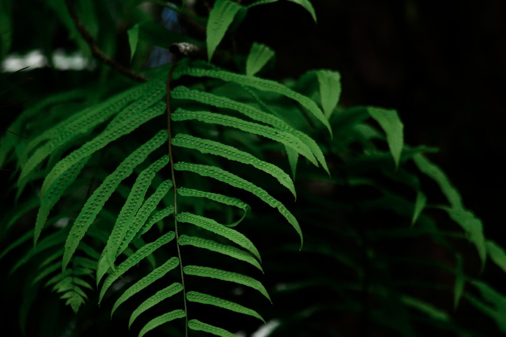 green leaves in tilt shift lens