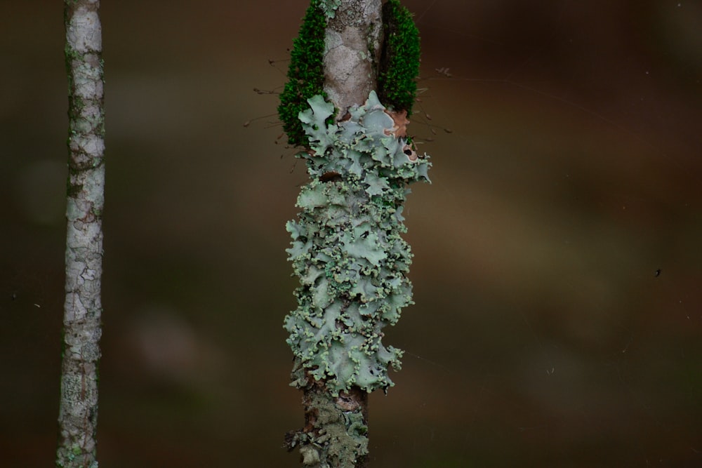 white and green plant in close up photography