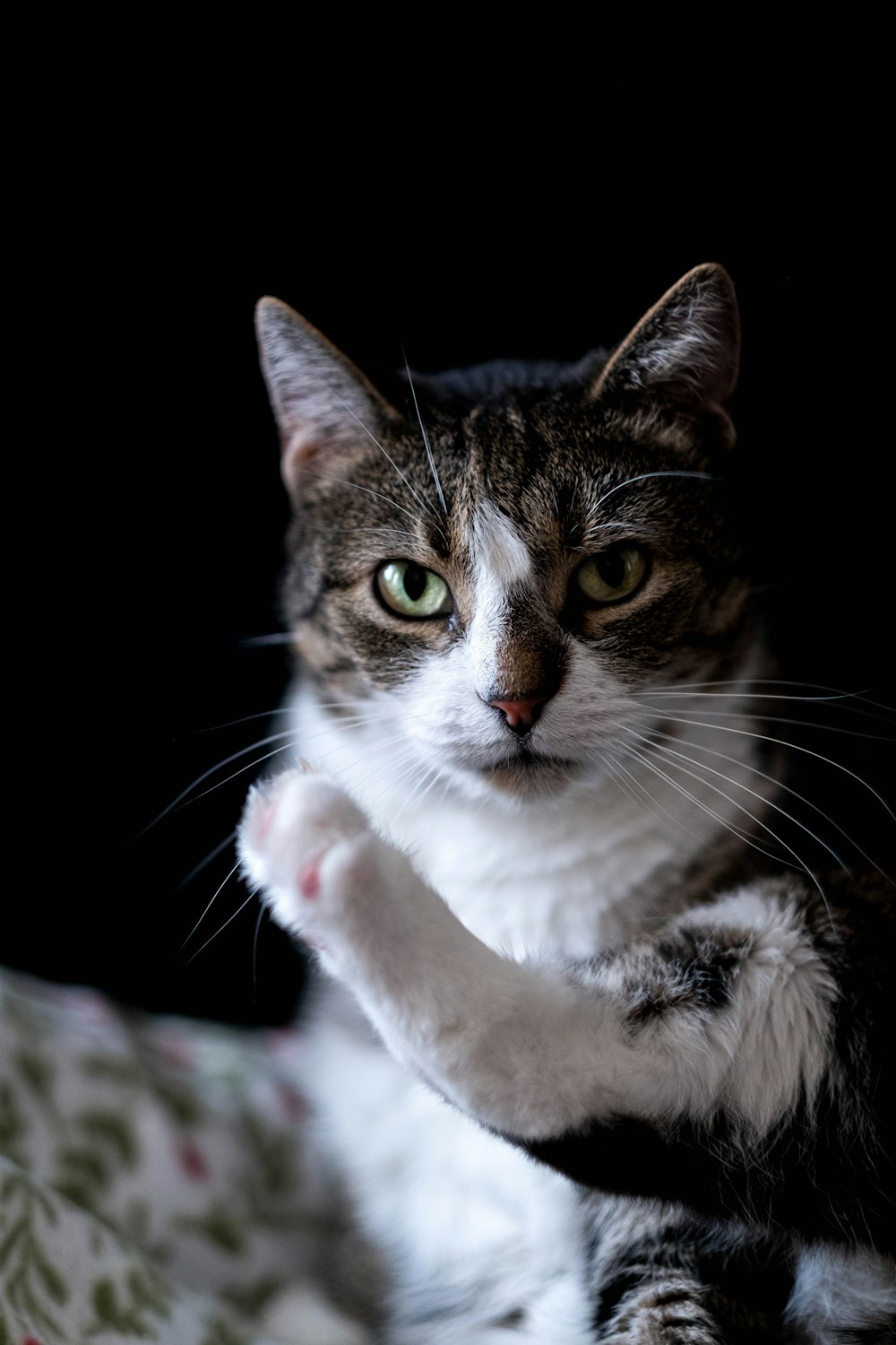 brown and white tabby cat