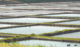 A series of rectangular water basins are arranged in a grid-like pattern, with each basin surrounded by low grass-covered embankments. The basins reflect the light, indicating they are shallow and filled with water. A few birds are walking through the water, suggesting it might be a habitat for wildlife. The background shows more basins extending into the distance, bordered by dense greenery.