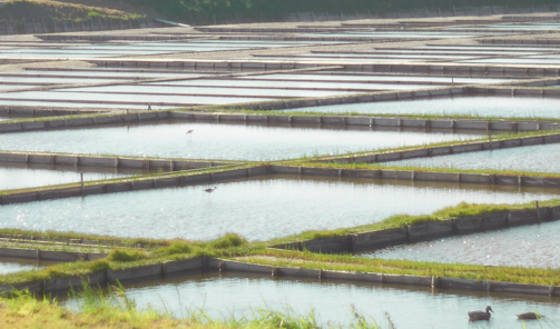 A series of rectangular water basins are arranged in a grid-like pattern, with each basin surrounded by low grass-covered embankments. The basins reflect the light, indicating they are shallow and filled with water. A few birds are walking through the water, suggesting it might be a habitat for wildlife. The background shows more basins extending into the distance, bordered by dense greenery.