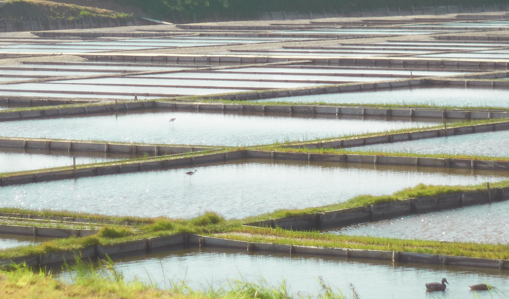 green grass on body of water during daytime