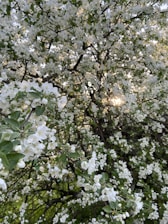 A serene scene of a blooming spring tree under soft sunlight, evoking calm and balance.