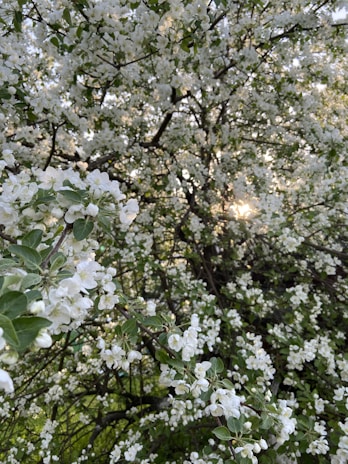 A serene scene of a blooming spring tree under soft sunlight, evoking calm and balance.