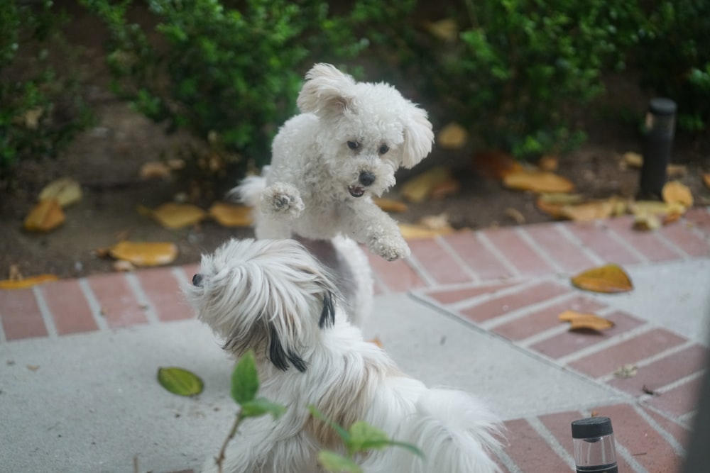 灰色のコンクリート舗装の白いロングコートの小型犬