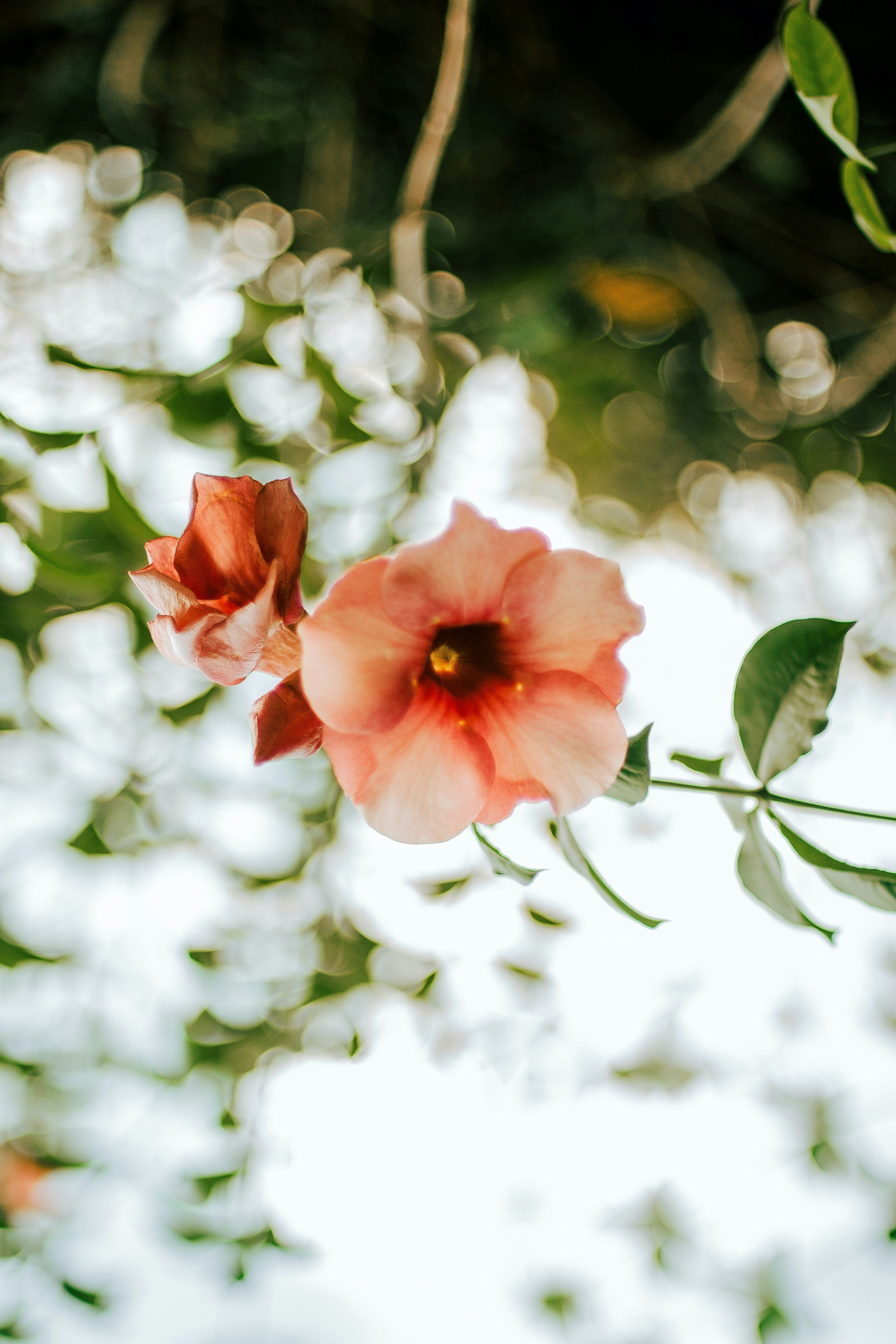 Photo by faivish_pewzner