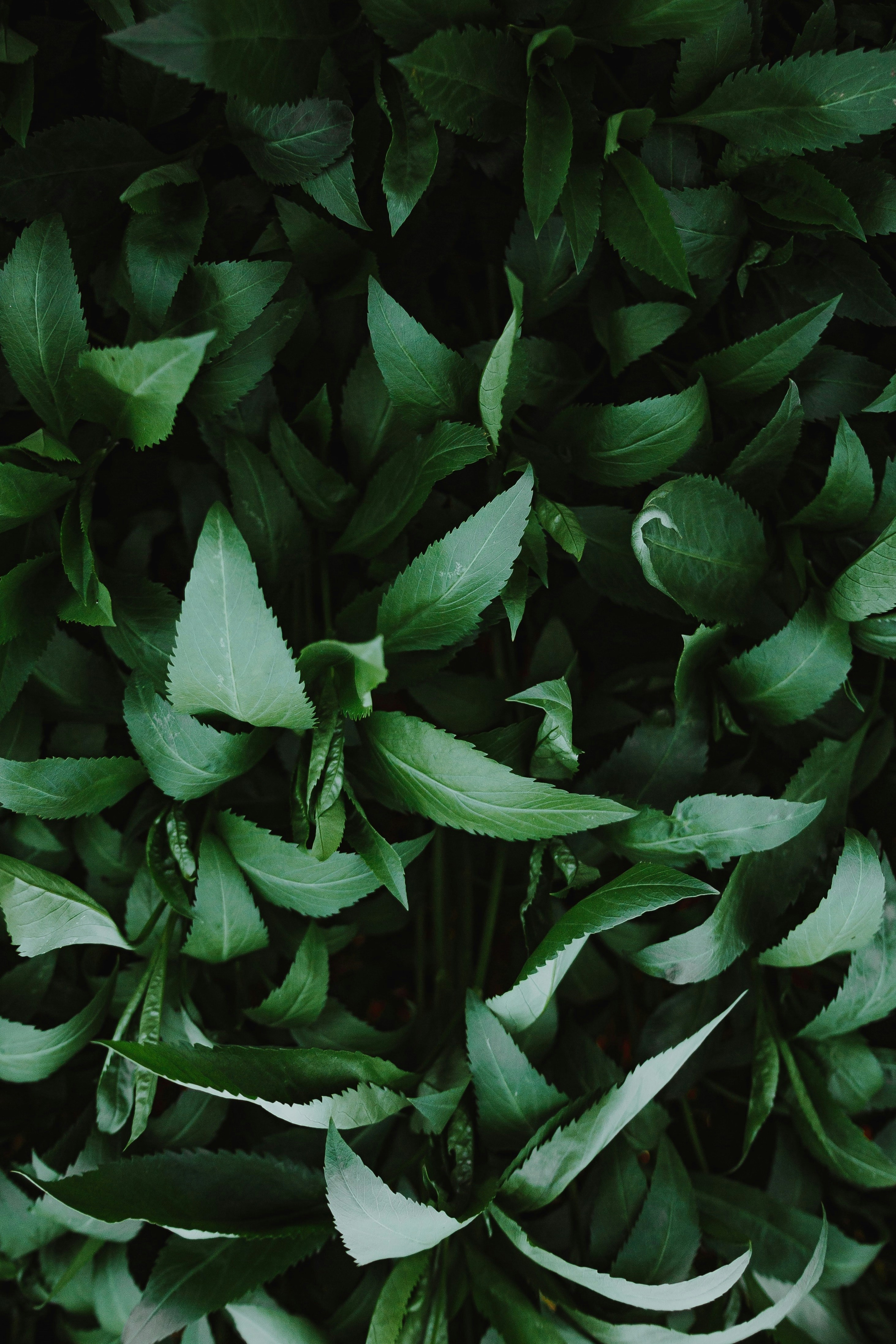 Photo by faivish_pewzner