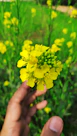 Close-up of a hand gently holding a vibrant huachuma cactus flower.