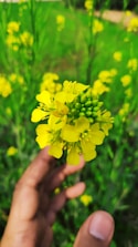 A close-up of hands gently holding a blooming flower, symbolizing care and growth.