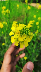 A close-up of hands gently holding a blooming flower.