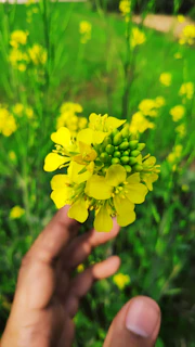 A close-up of weathered hands holding a blooming flower, symbolizing growth through the years.