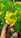 A serene close-up of hands holding a blooming wildflower under soft sunlight.