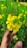 Close-up of hands gently holding a blooming flower symbolizing growth and healing.