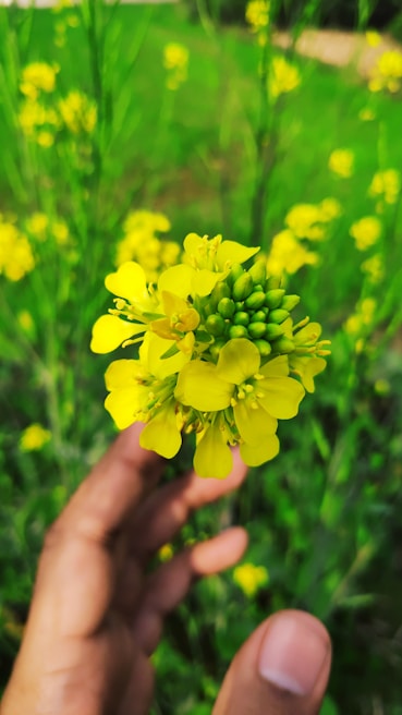 A close-up of a hand gently holding a delicate flower.
