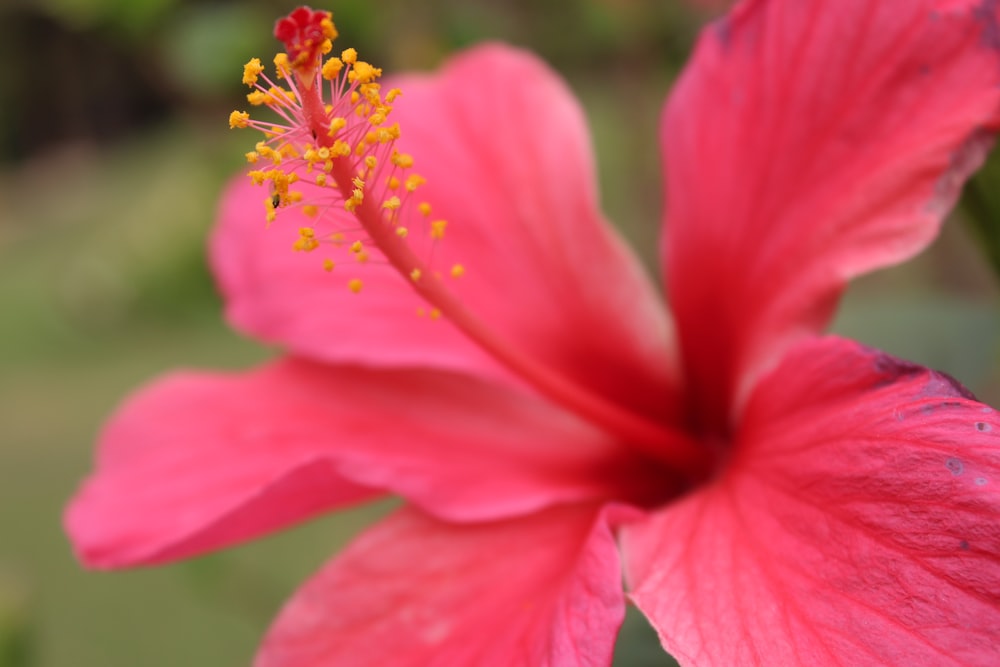 pink flower in macro shot