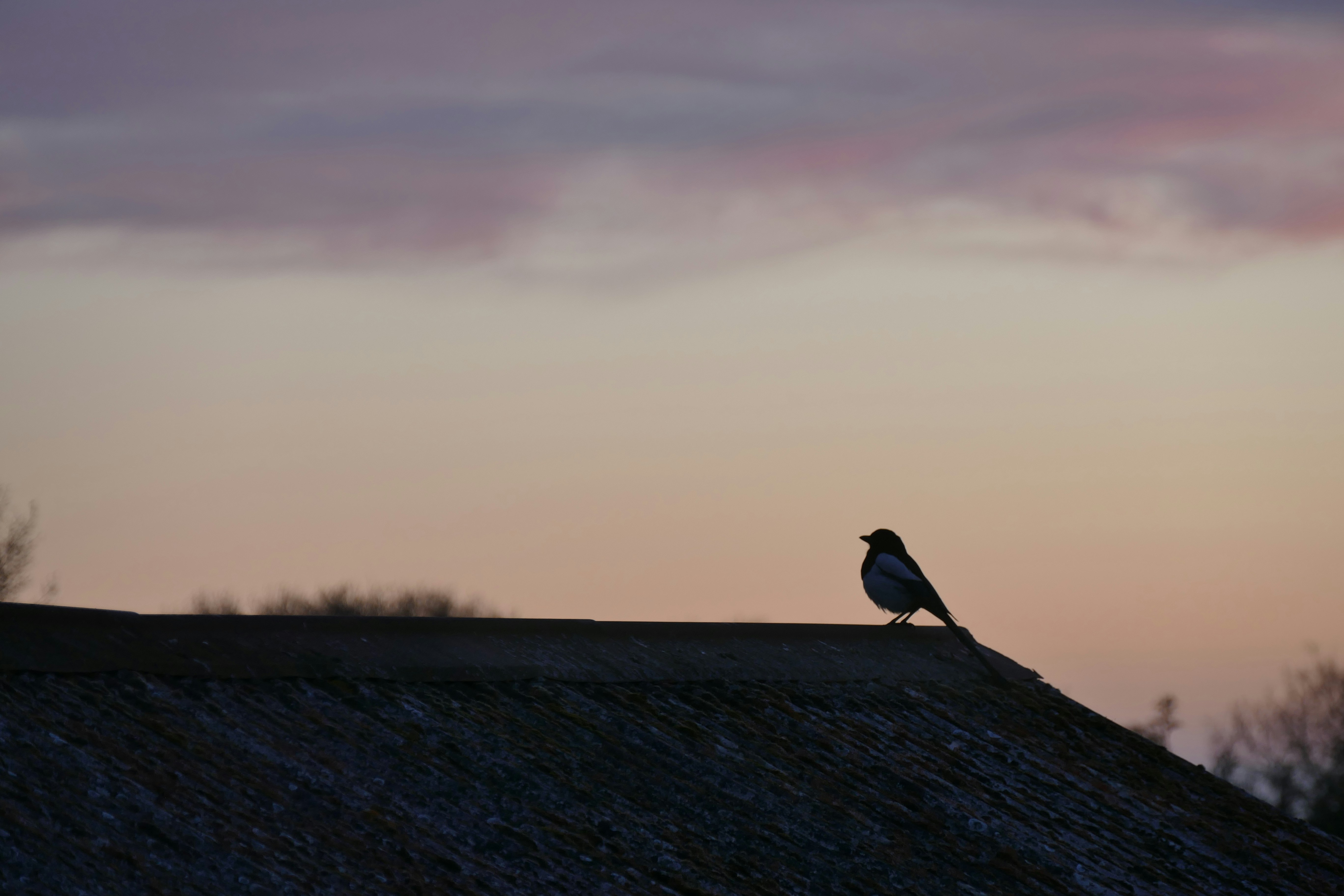 Reproductive Success: Dawn's Dating Game (image credits: unsplash)