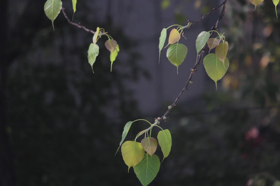 The image shows a branch with six green leaves, three on each side, attached to a tree trunk. The background is blurred and dark, suggesting that it could be an overcast day or nighttime photography session.