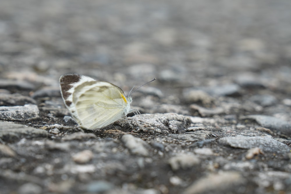 white and green butterfly on brown soil