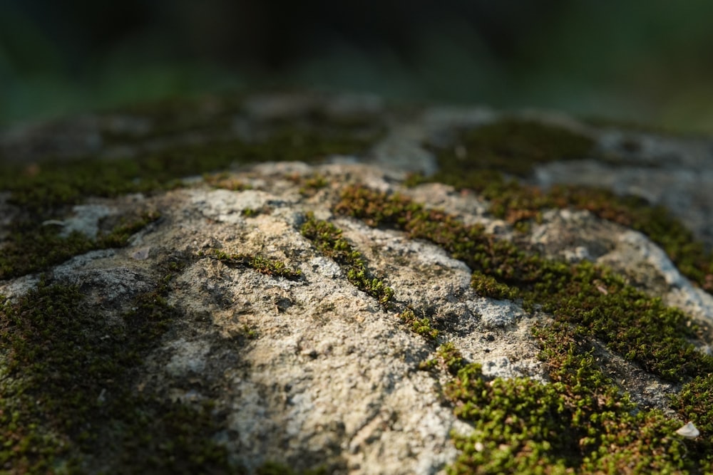 brown and green moss in tilt shift lens