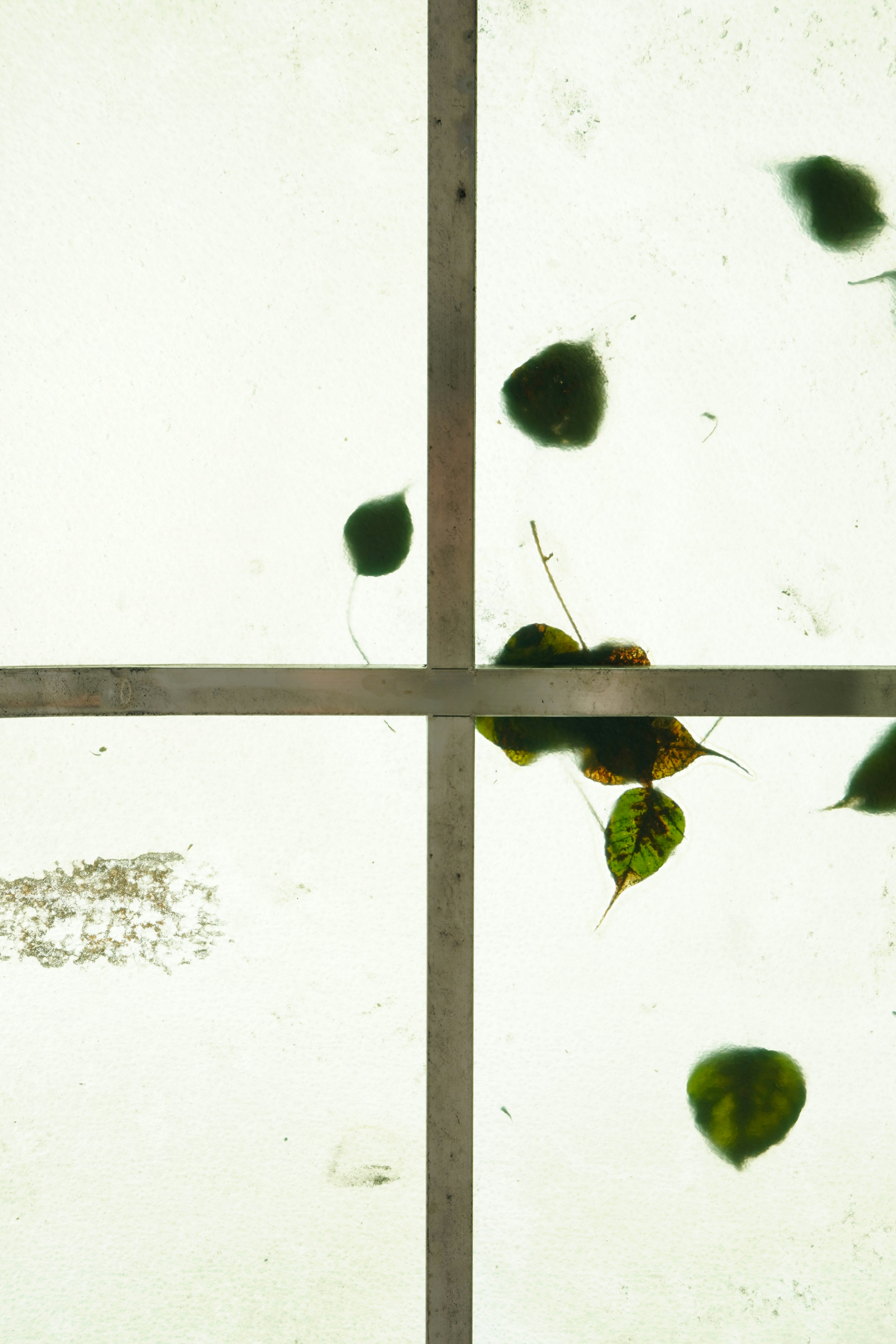 green and black plant leaves