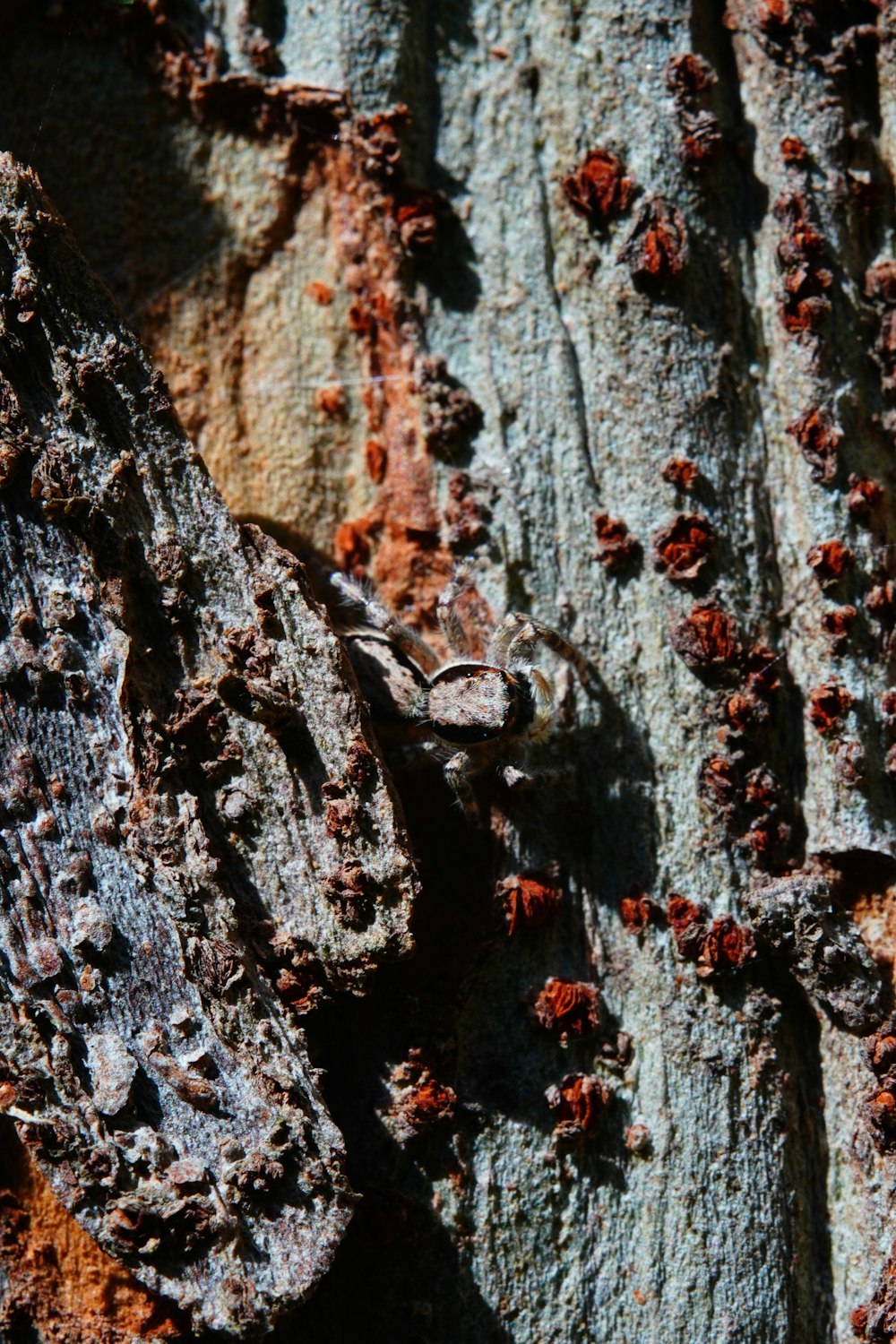 brown and black wood trunk