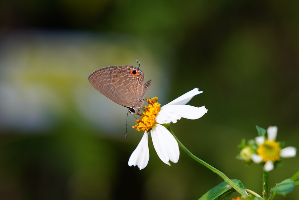 brown and white butterfly perched on white flower in close up photography during daytime