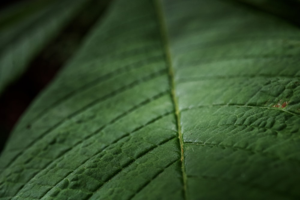 macro photography of green leaf