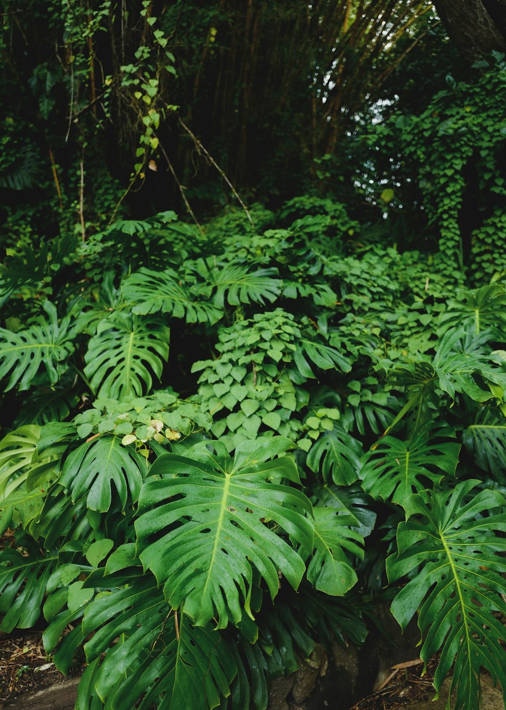 green leaves plant during daytime