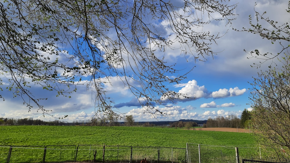 Campo di erba verde sotto il cielo blu e le nuvole bianche durante il giorno