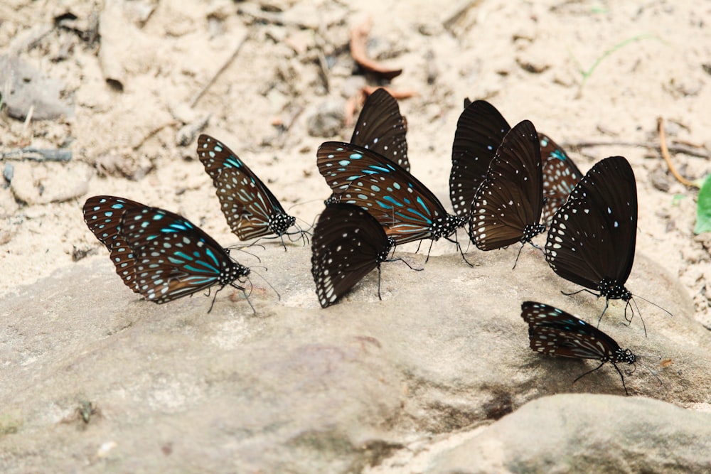 brown and black butterfly on white sand during daytime