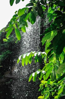 Refreshing splash of Kangen Water pouring into a glass with green leaves in the background