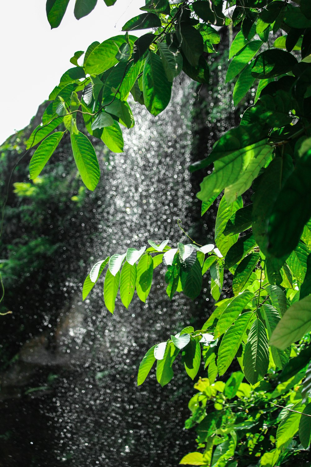 feuilles vertes près de l’eau tombe pendant la journée