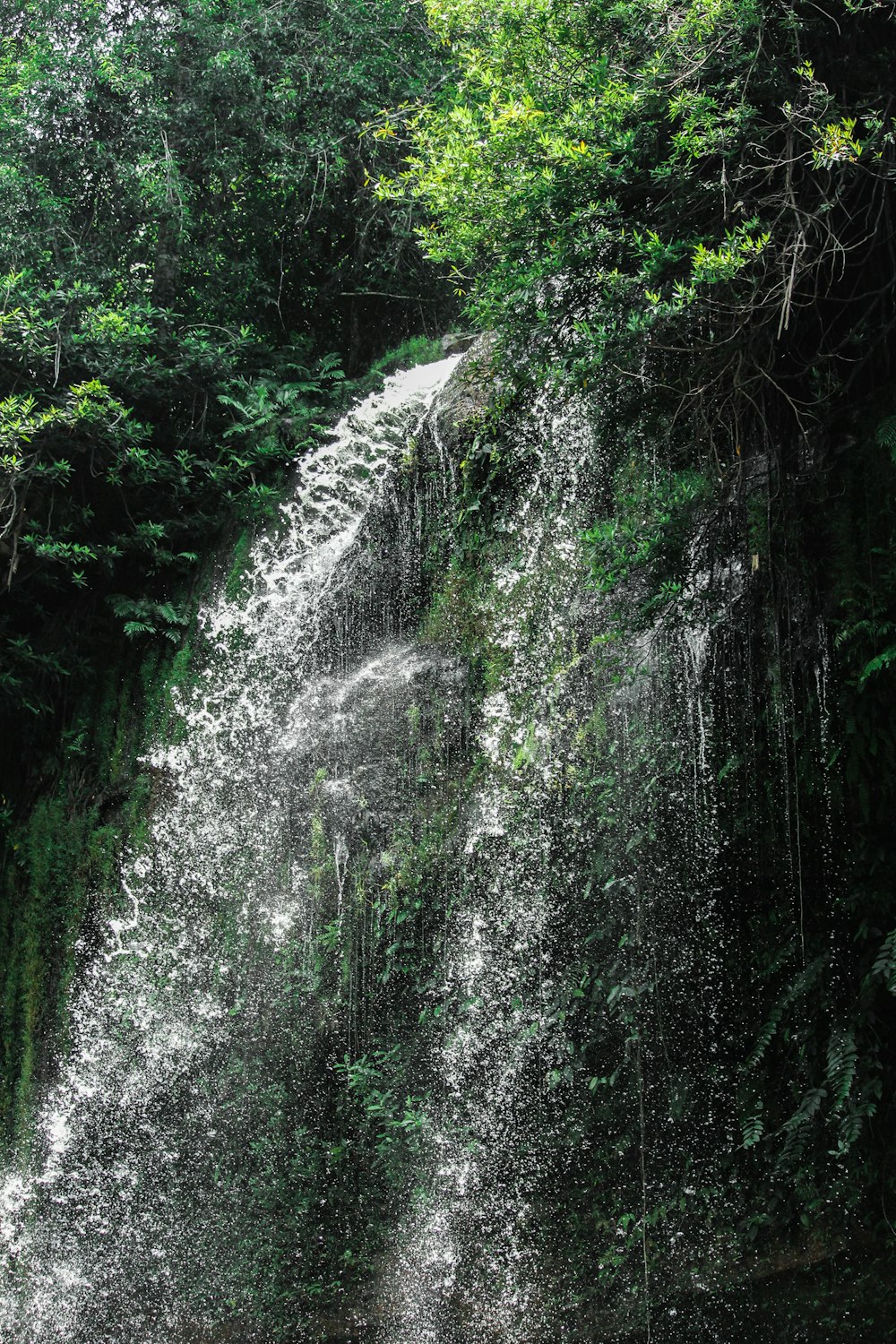 water falls in the forest