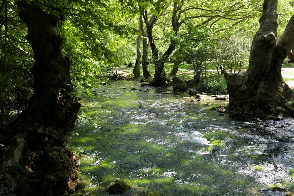 green water between brown trees during daytime