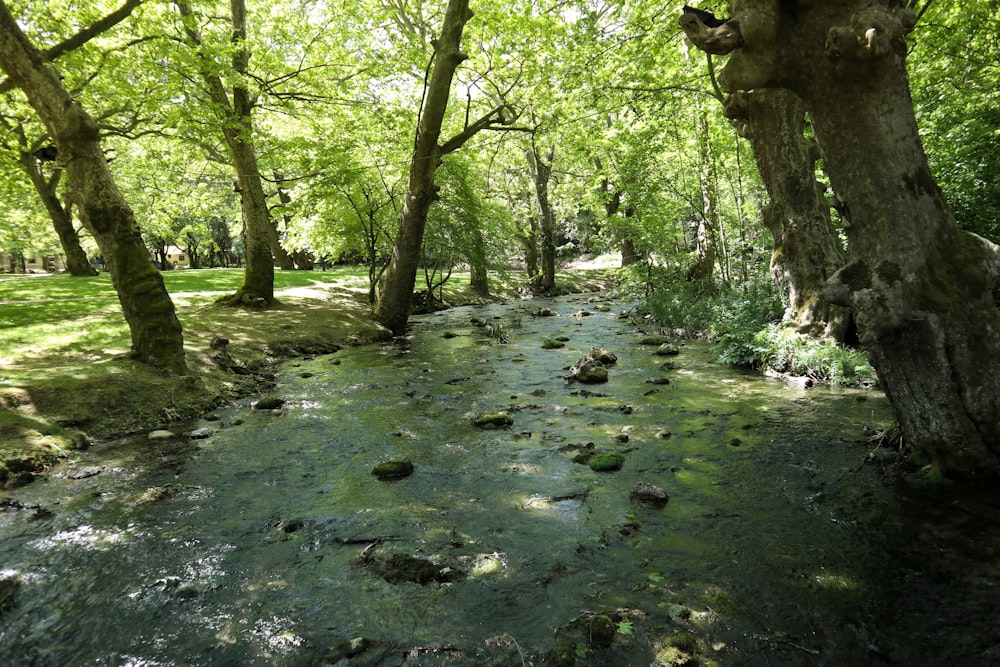 green trees on river during daytime