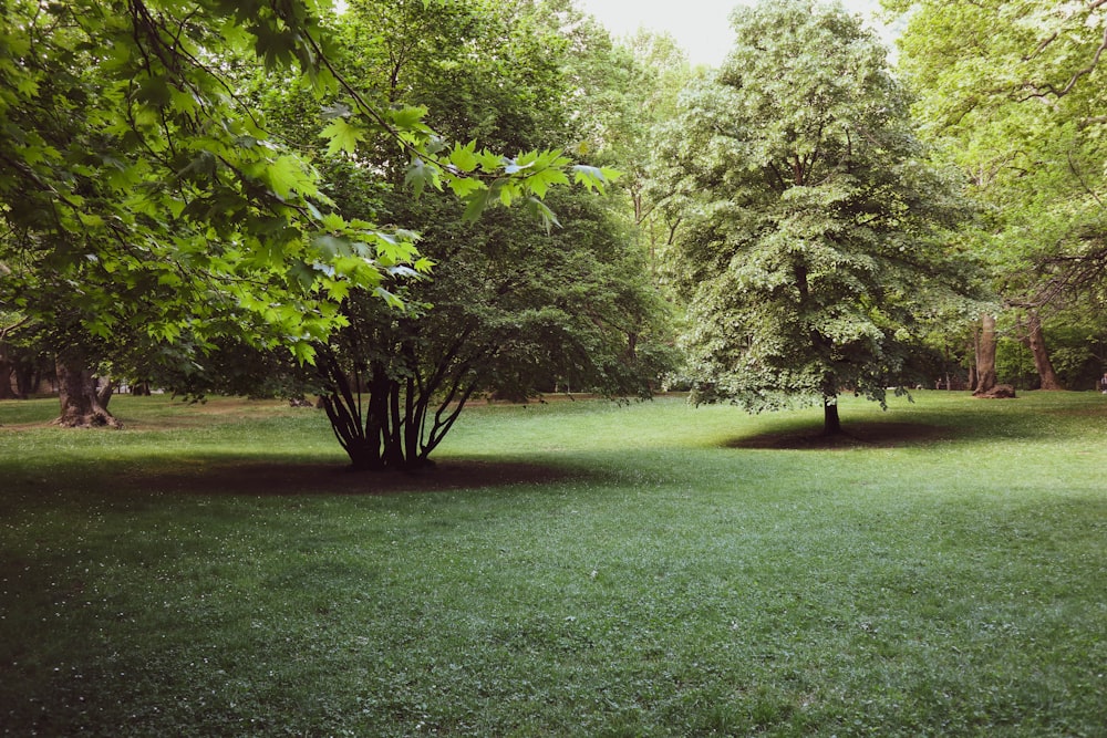 green grass field with trees