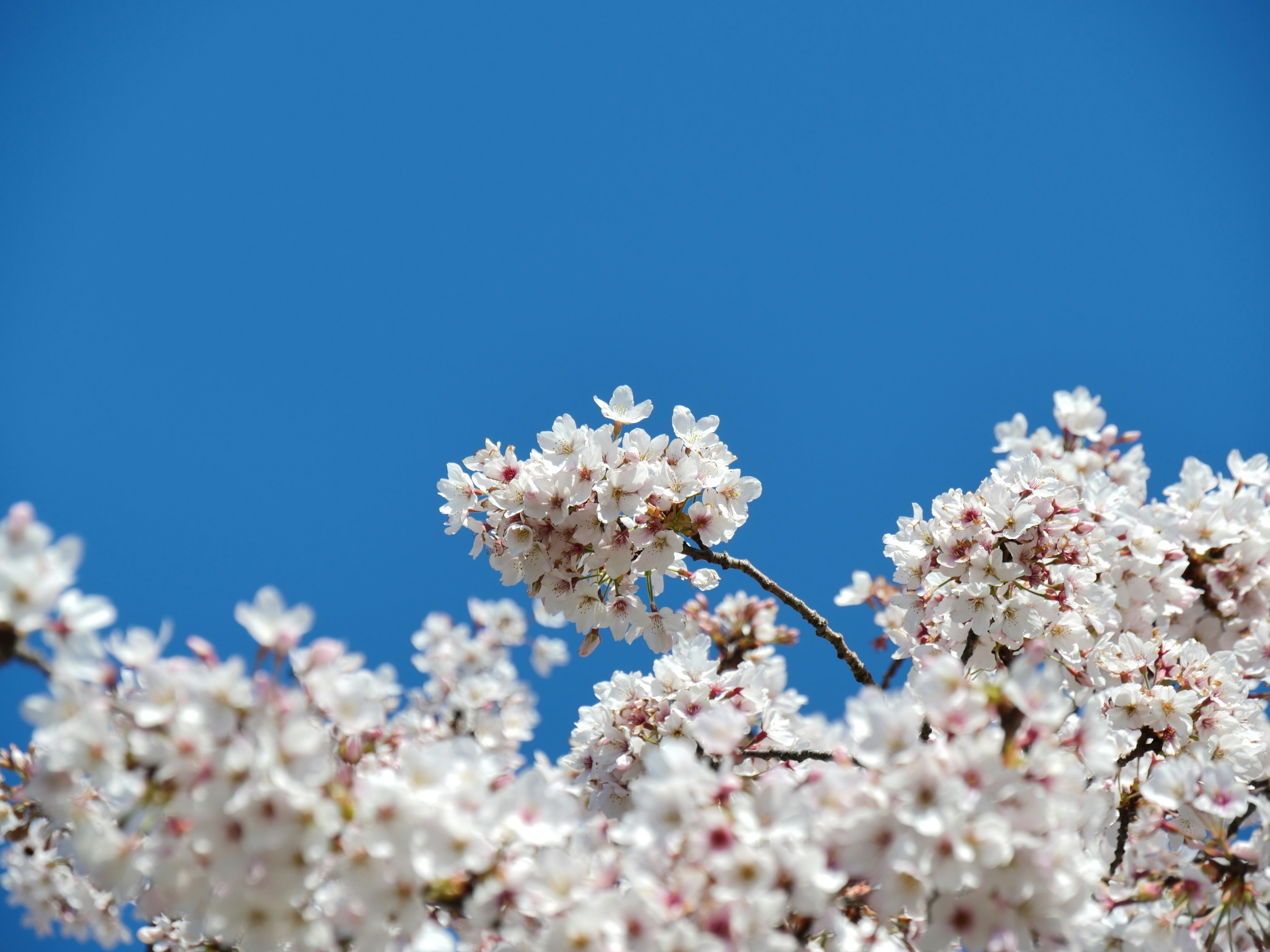 Photo by nimbus_vulpis