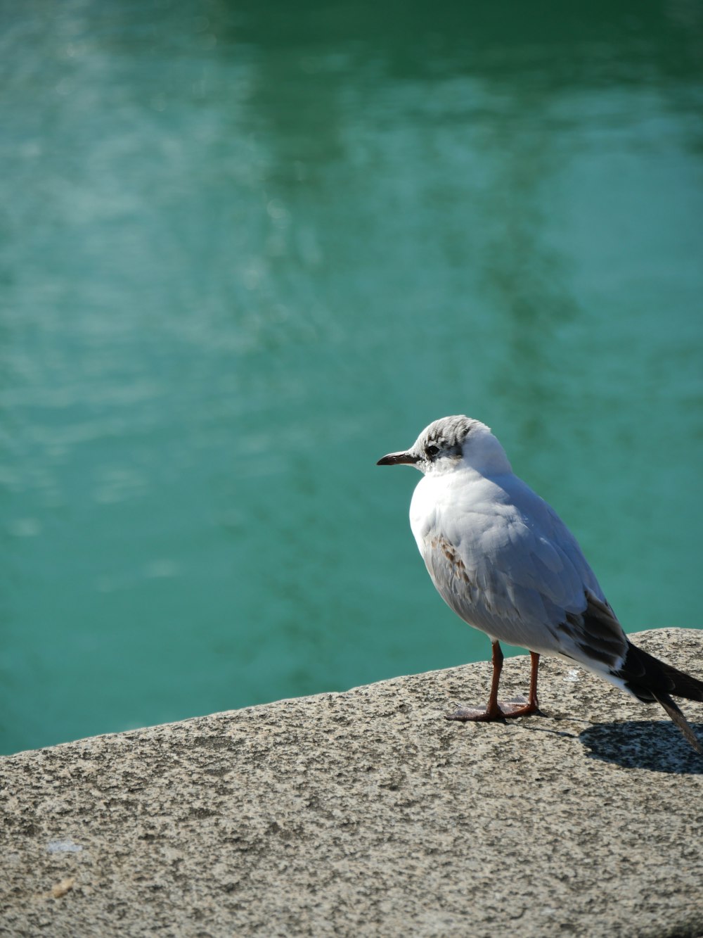 uccello bianco e grigio sulla superficie di cemento grigia vicino allo specchio d'acqua durante il giorno