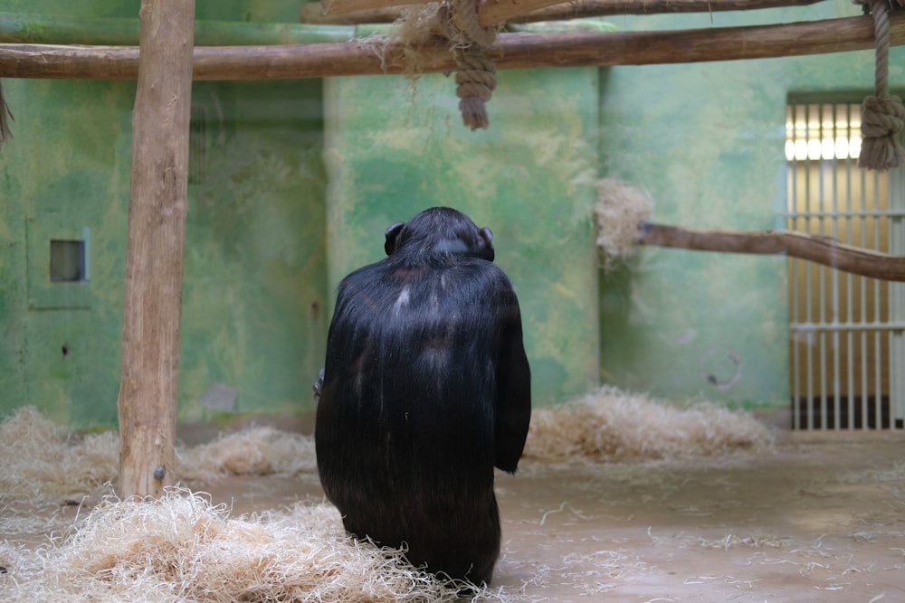 singe noir sur herbe brune