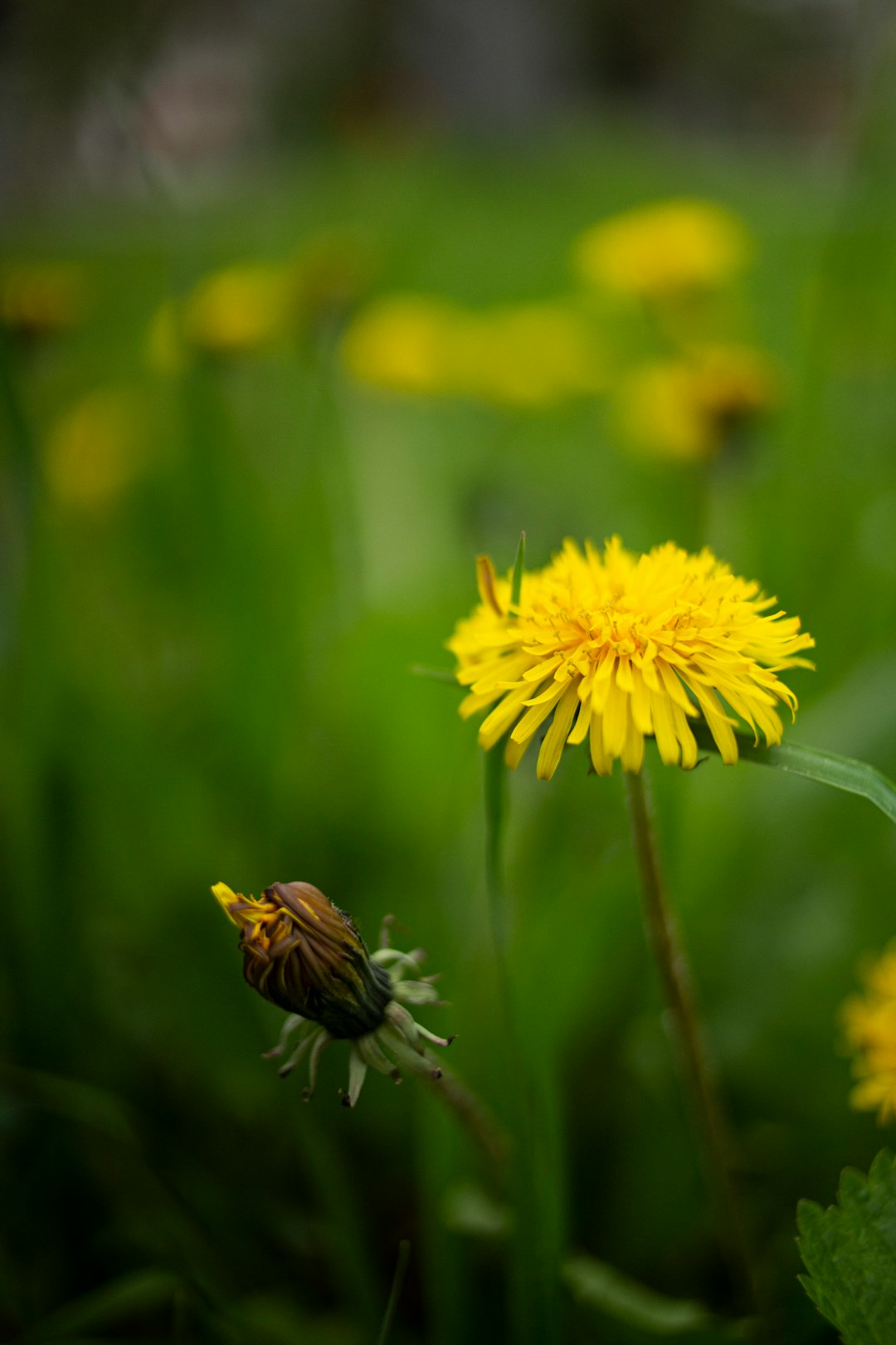 yellow dandelion in bloom during daytime