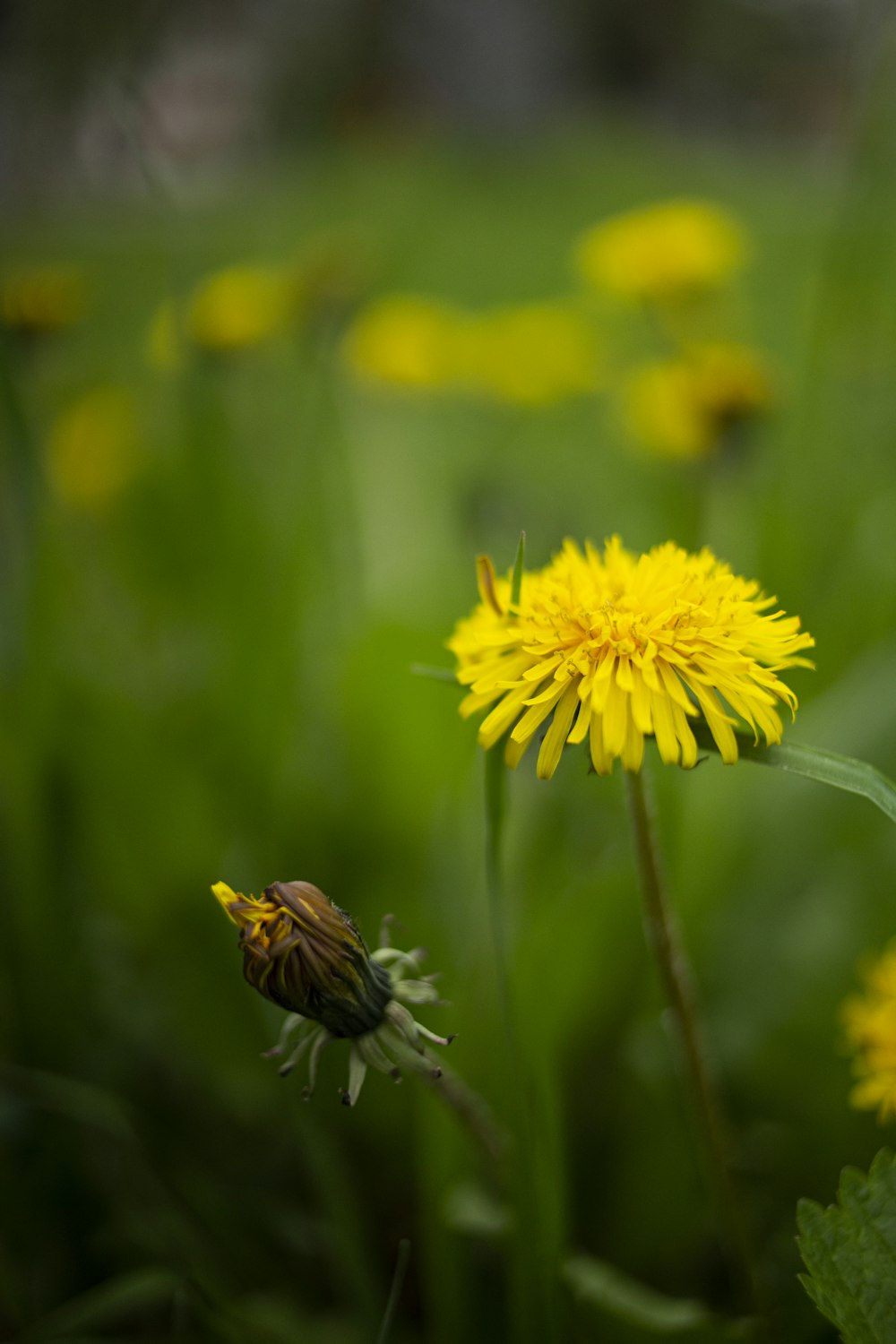 yellow dandelion in bloom during daytime