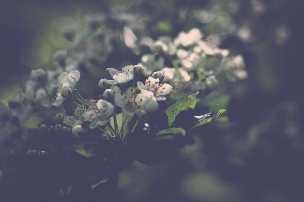 white flowers in tilt shift lens