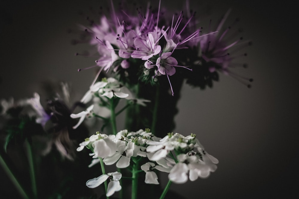 white and purple flower in close up photography