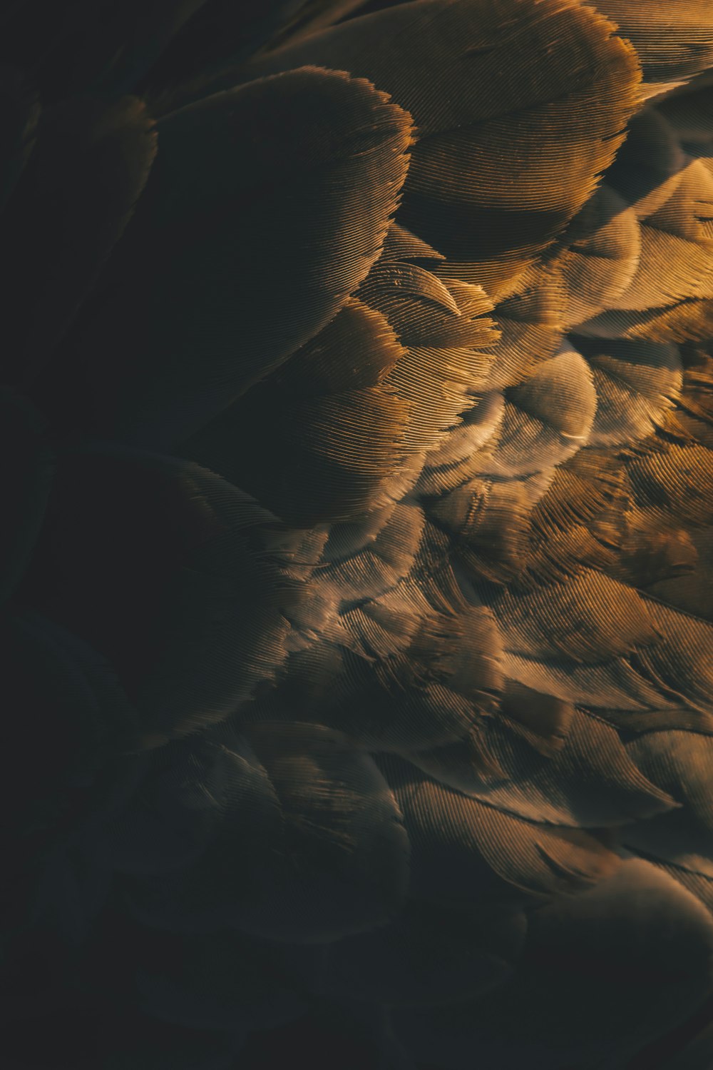 brown and black feather in black background