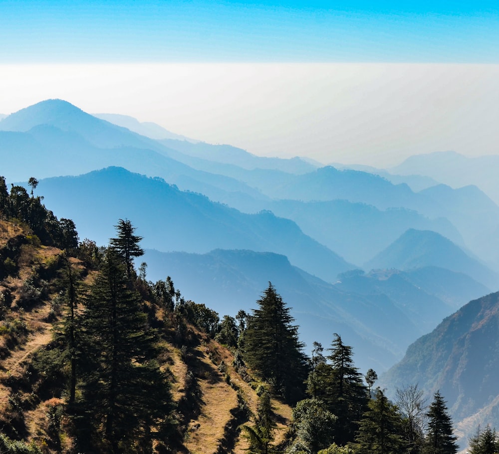 green trees on mountain under blue sky during daytime