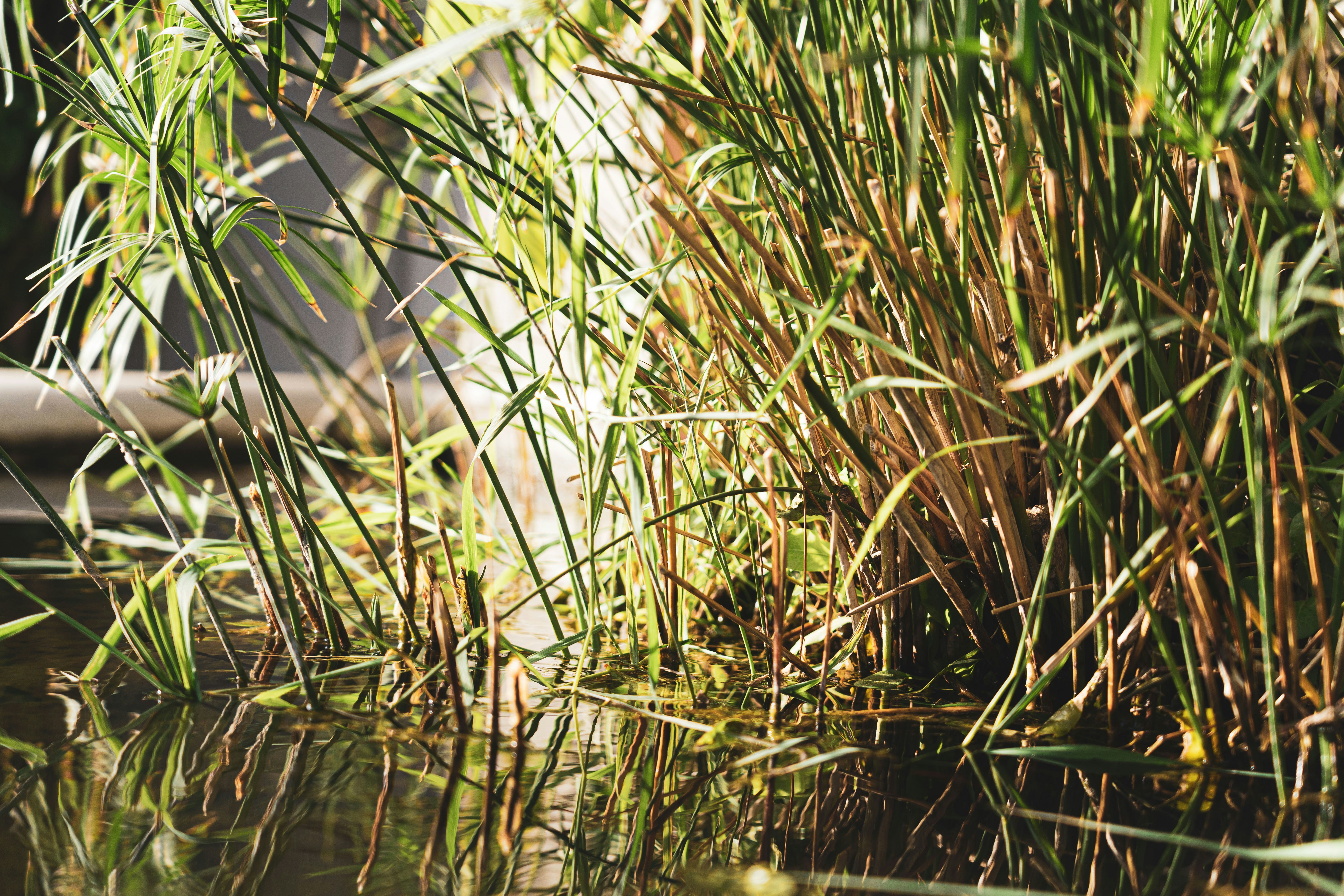 green grass on water during daytime