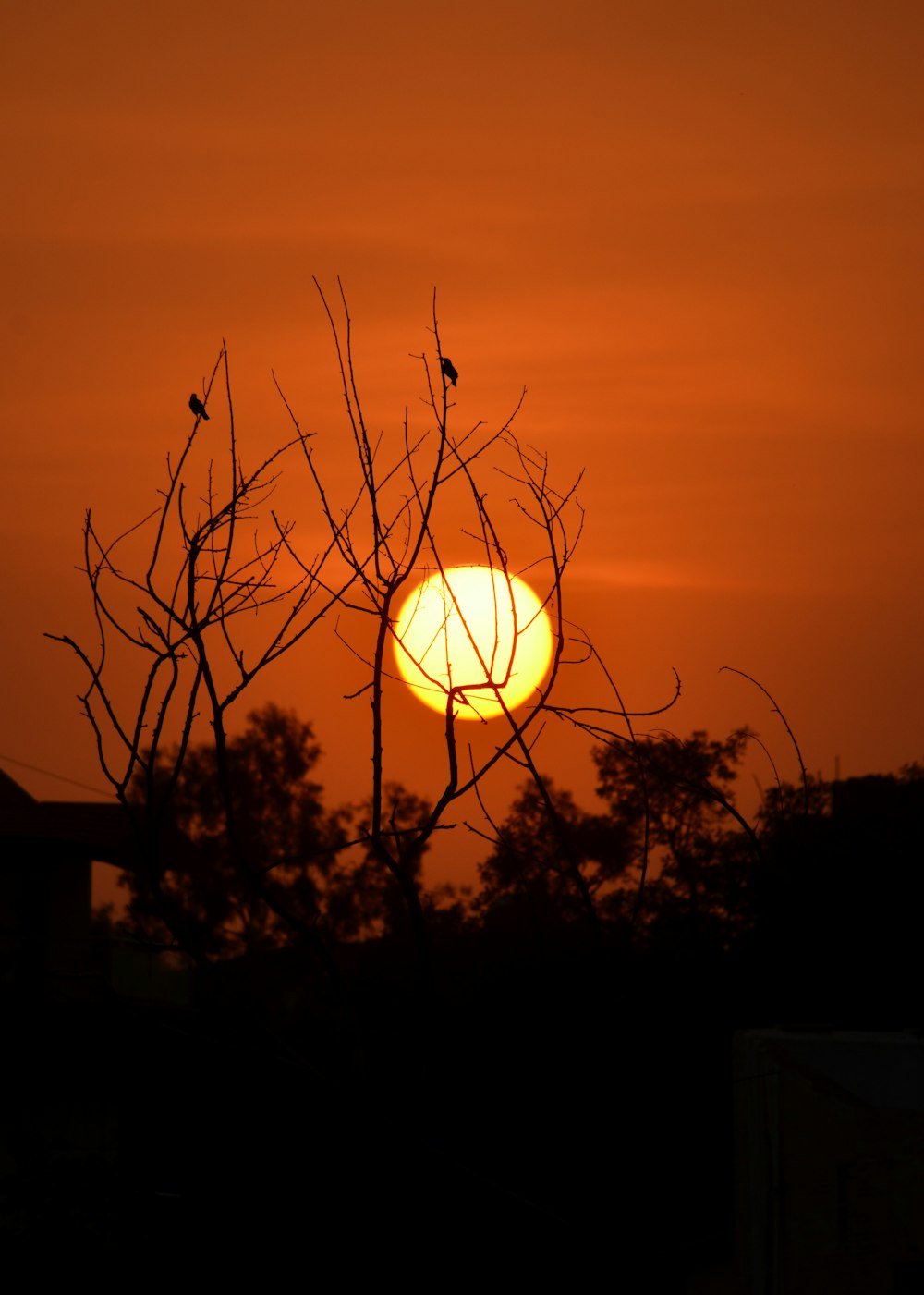 silhouette of trees during sunset